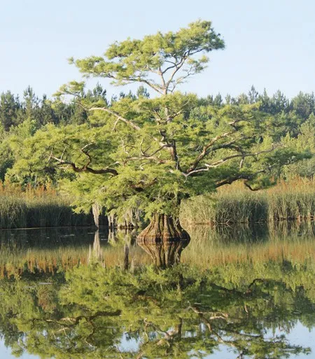 A lone bald cypress standing in the still, mirror-clear water of McKinney’s Pond, reflected below